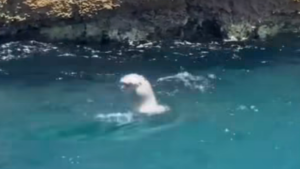 Foca monaca avvistata nei fondali di Punta Campanella