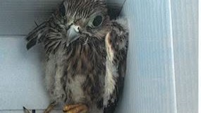 Sant’Arsenio, la polizia municipale salva un piccolo falco