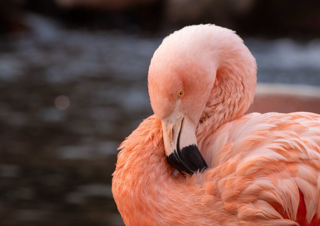 Natura: perché i fenicotteri sono rosa? Il colore nasce dall’alimentazione