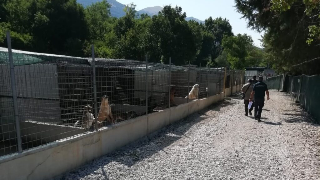 Sicignano degli Alburni, proseguono i controlli su canili e proprietari di cani d’affezione