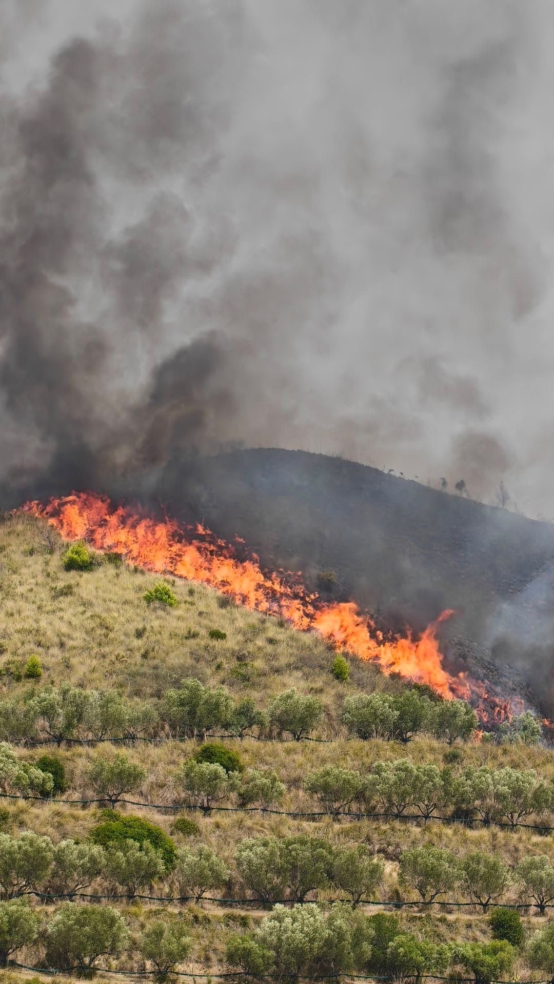 Incendio nel Cilento, fiamme tra Omignano e Ascea: paura per la pineta di Cerreta
