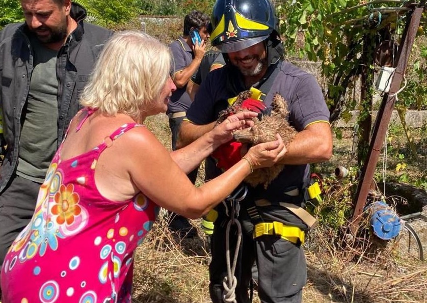 Cane cade in un pozzo a Policastro, salvato dai Vigili del Fuoco