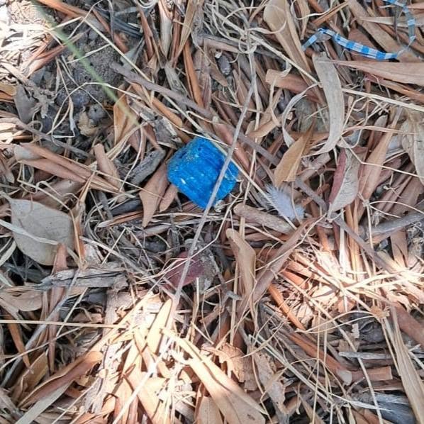 Ascea, sostanza sospette vicino ad una colonia felina: la denuncia