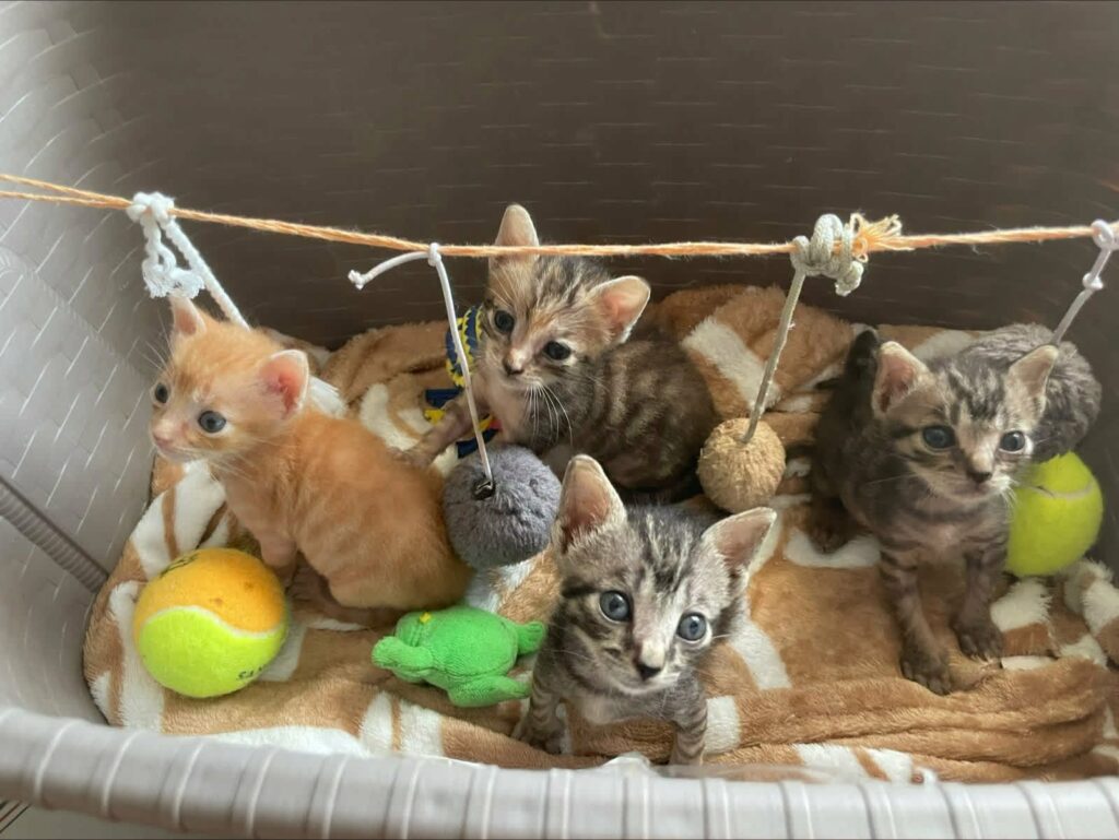 Gattini abbandonati nel Salernitano, raccolta fondi per salvarli