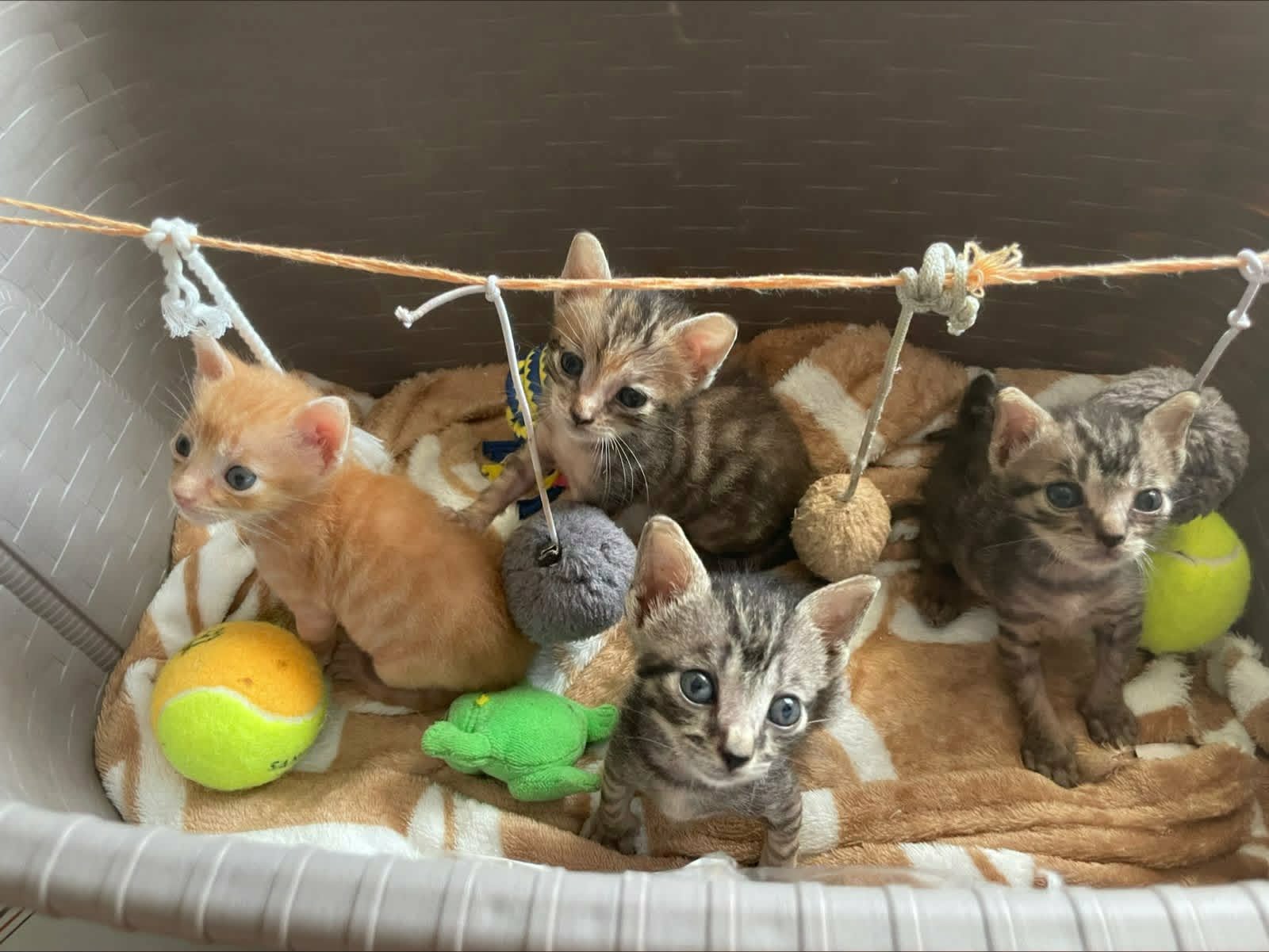 Gattini abbandonati nel Salernitano, raccolta fondi per salvarli