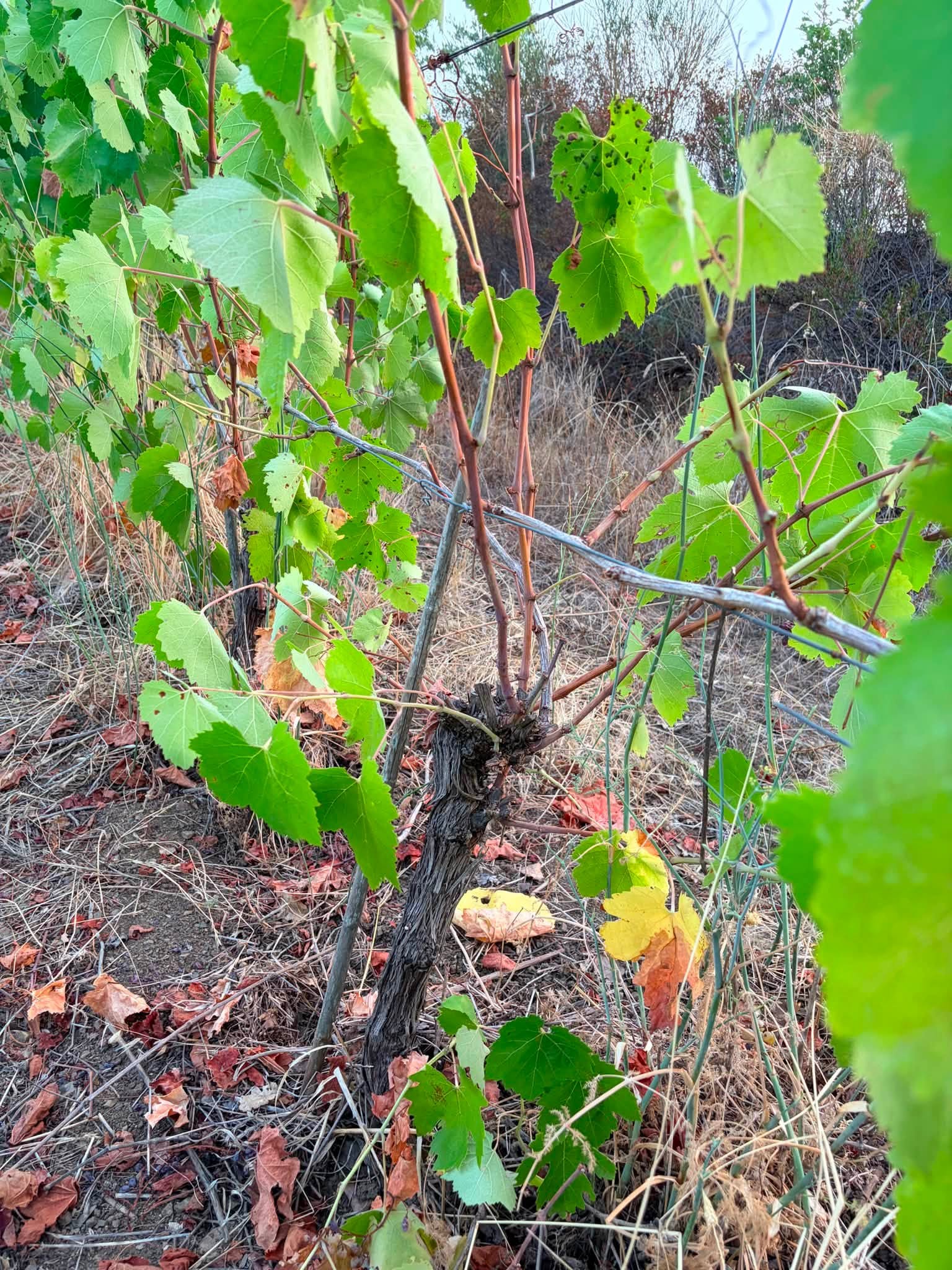 Postiglione, cinghiali devastano un vigneto: raccolto di Falanghina compromesso