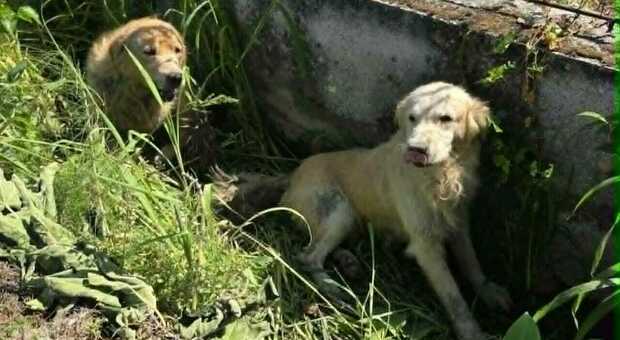 Nocera Inferiore, due cani trovati stremati in un canale: salvati