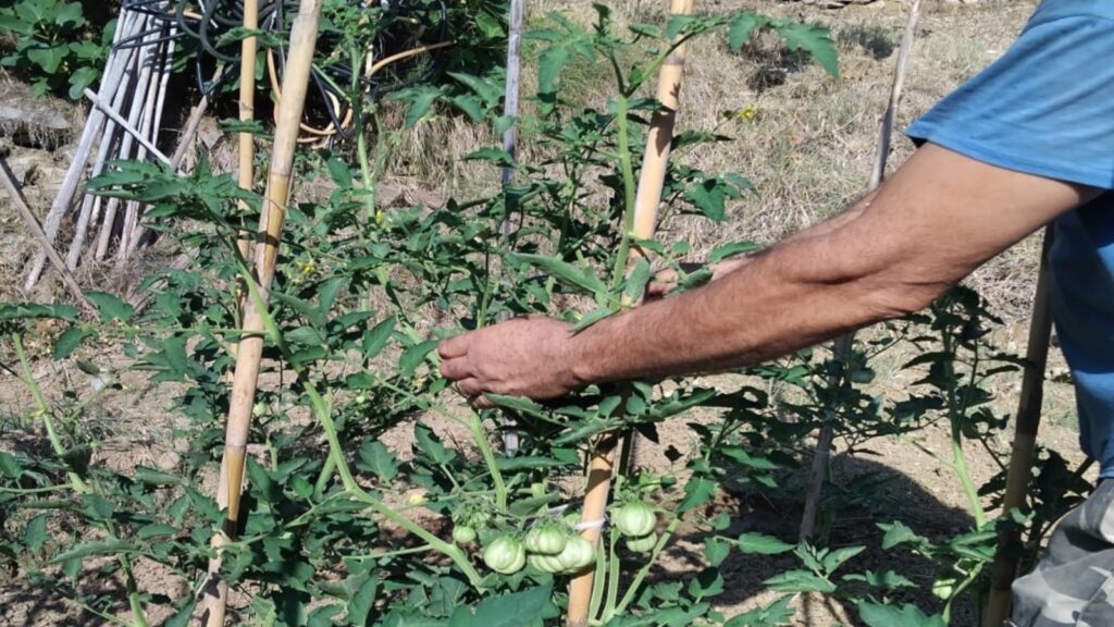 Montecorice, un progetto scolastico salva gli antichi pomodori cilentani