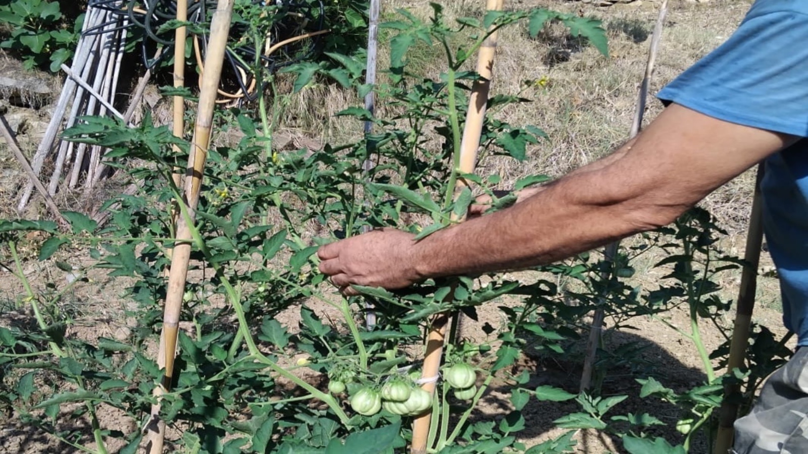 Montecorice, un progetto scolastico salva gli antichi pomodori cilentani