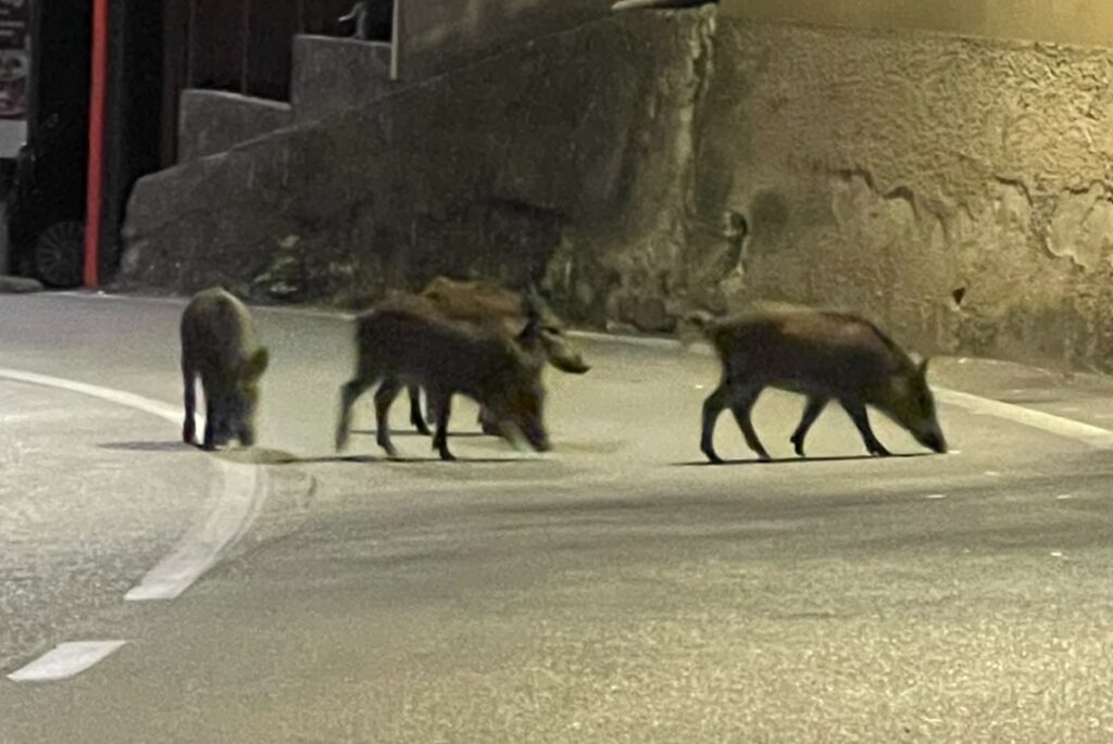Cinghiali a Pellare, animali avvistati in piazza Santa Caterina