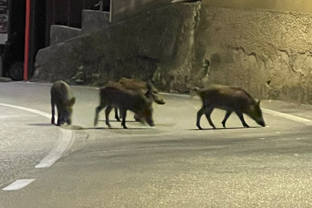 Cinghiali a Pellare, animali avvistati in piazza Santa Caterina