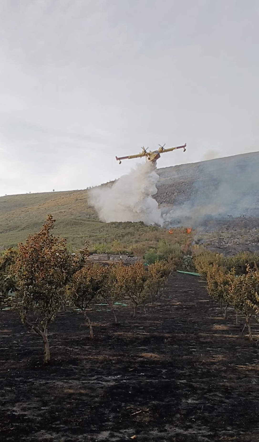Licusati, incendio sul Bulgheria: gravi danni a un’azienda agricola
