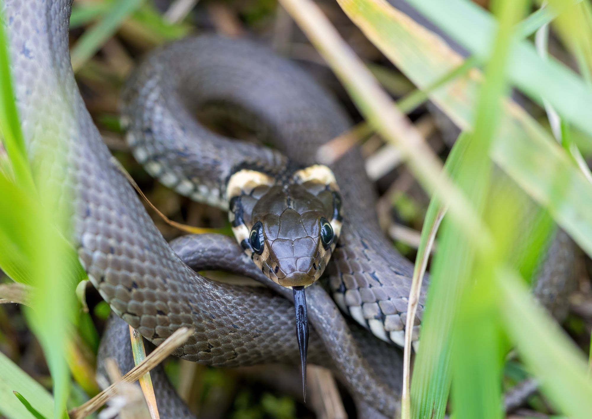Vipere, cinghiali e serpenti in estate: come comportarsi negli incontri con gli animali selvatici lungo i sentieri