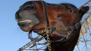 Varenne, gli ultimi mesi a Eboli: «Qui era semplicemente un cavallo»