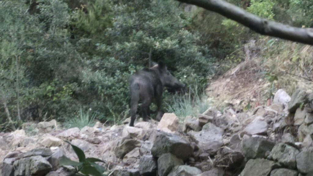 Cinghiali a Pisciotta, l’allarme di una residente: «Non usciamo più»