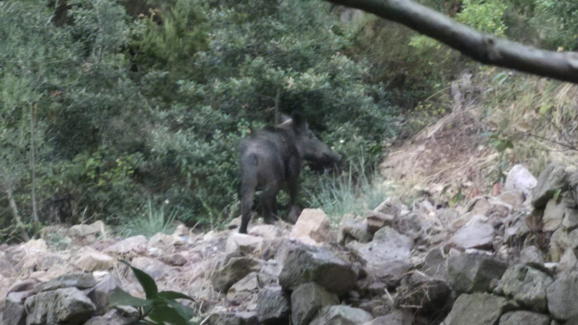 Cinghiali a Pisciotta, l’allarme di una residente: «Non usciamo più»