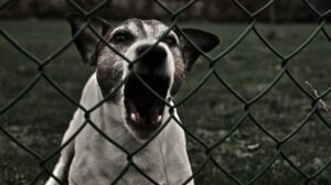Pontecagnano, 50enne aggredita da due cani corso