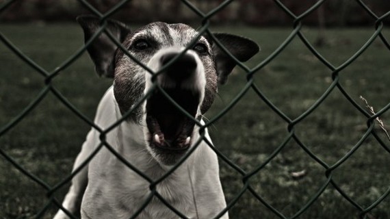 Pontecagnano, 50enne aggredita da due cani corso