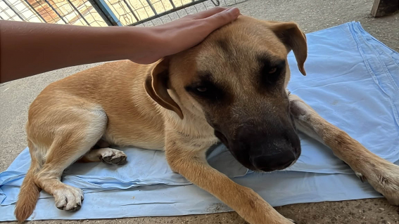 Giungano, cane ferito da colpi d’arma da fuoco muore dopo un mese