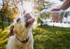 Colpi di calore negli animali domestici: i segnali da non sottovalutare e cosa fare subito