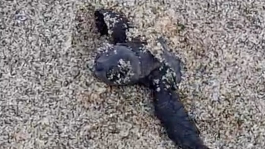 Montecorice, festa a Baia Arena: nati i primi 170 piccoli di Caretta caretta