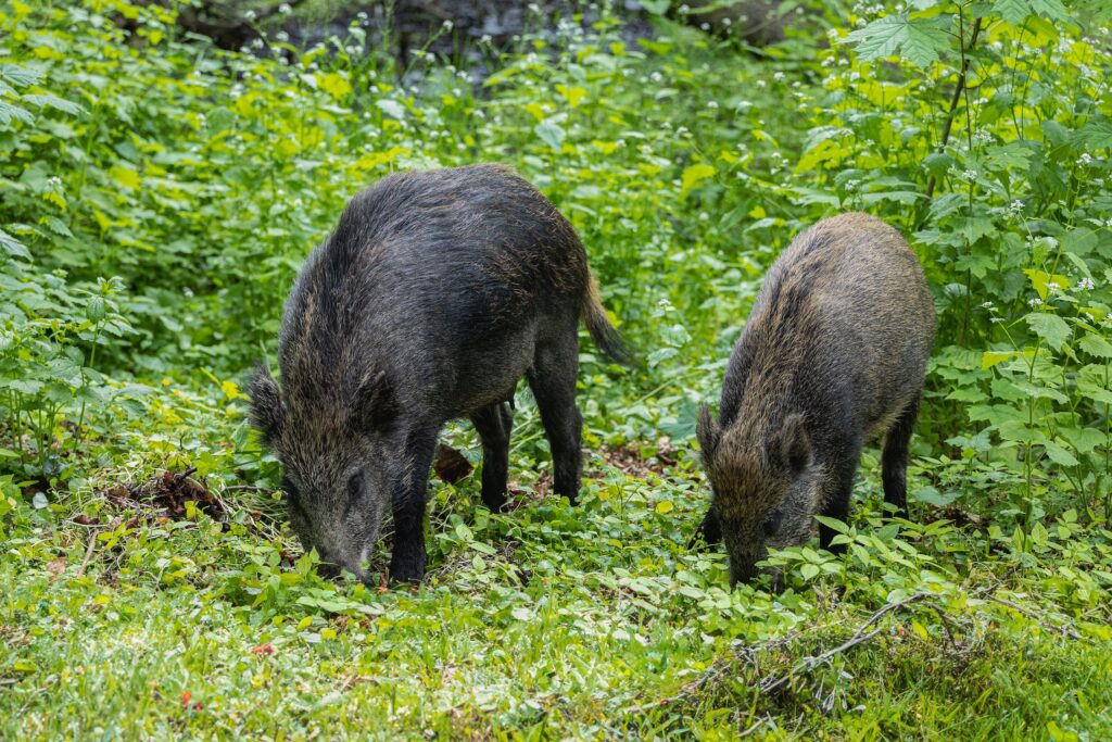 Fauna selvatica, il Parco del Cilento condannato a risarcire i danni alle coltivazioni