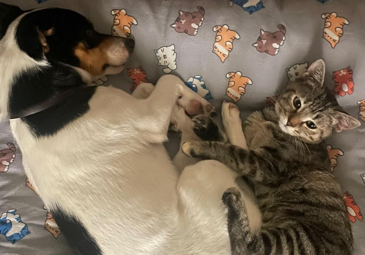 Carletto e Micia inseparabili, l’appello dal Cilento: “Non separiamoli”