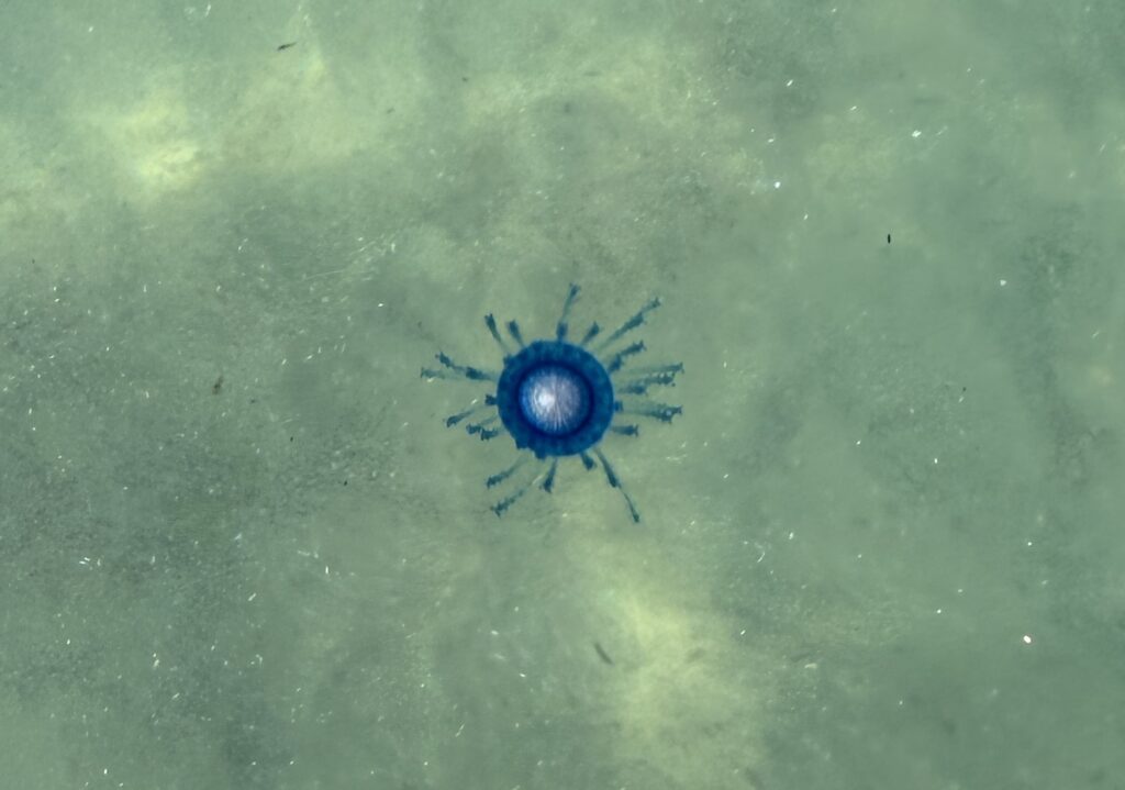 Acciaroli, suggestivo avvistamento in mare: la Porpita porpita, il “bottone blu”, a pochi metri dalla riva