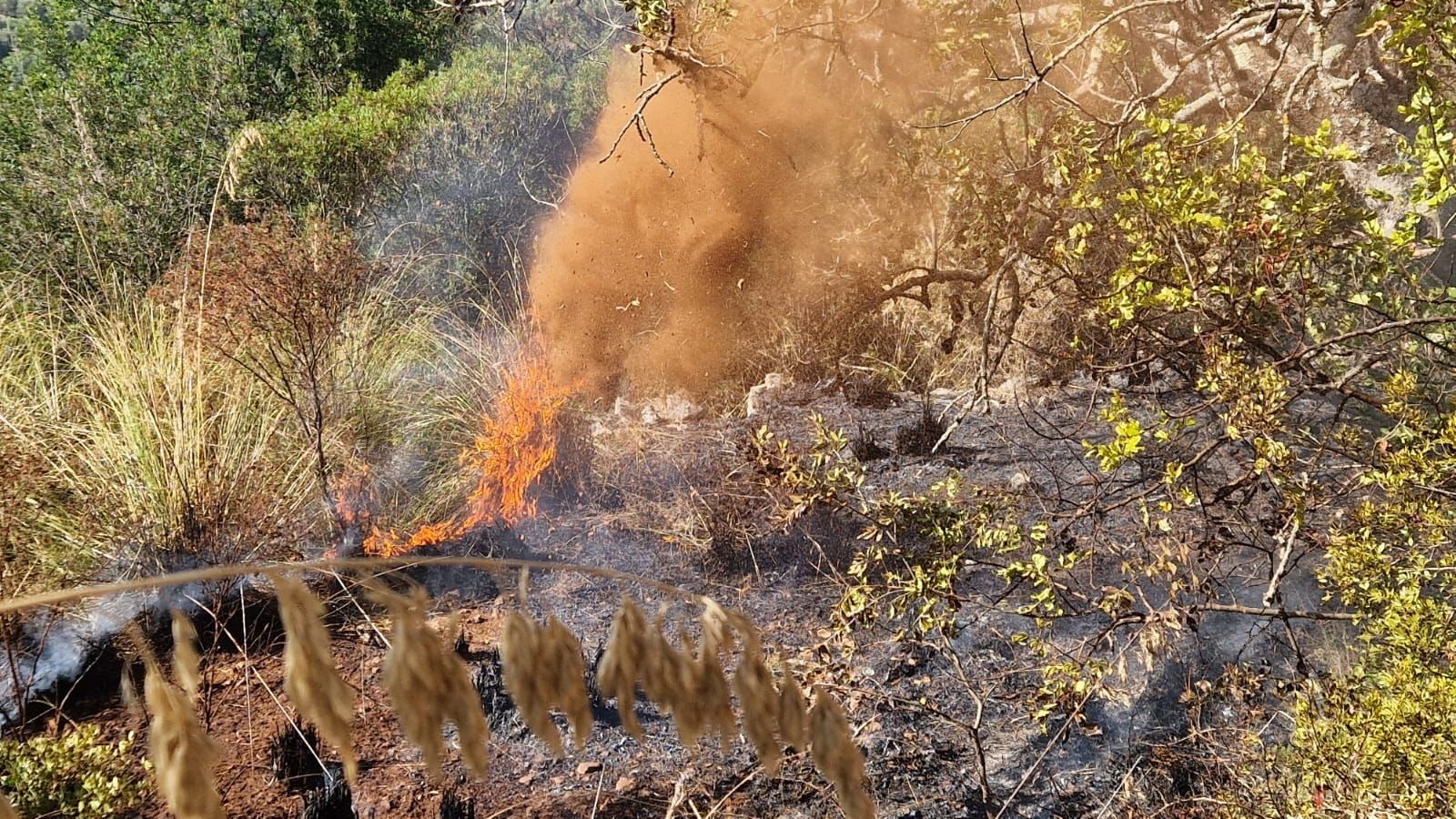 Lentiscosa, principio d’incendio tra gli ulivi: evitato il peggio
