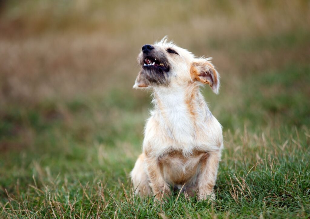 Il mio vicino ha un cane che abbaia a tutte le ore del giorno e della notte: cosa posso fare?