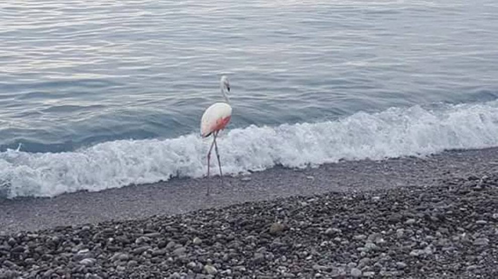 Fenicotteri sulla costa del golfo di Policastro, Enpa: «Non avvicinateli»