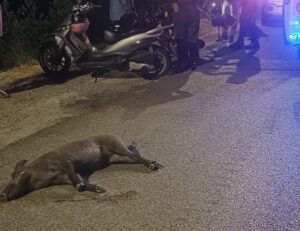 Cinghiale attraversa la strada, moto lo investe: ferito un 40enne nel Cilento
