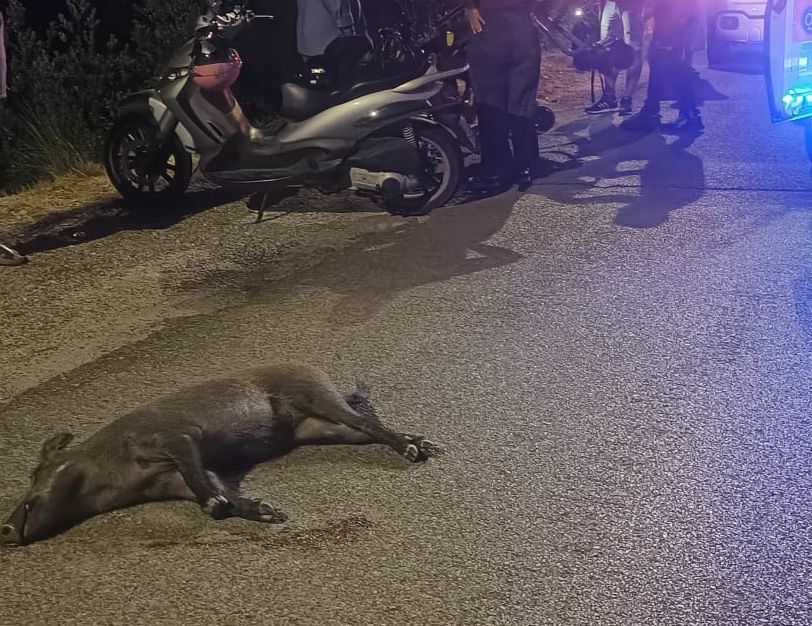Cinghiale attraversa la strada, moto lo investe: ferito un 40enne nel Cilento