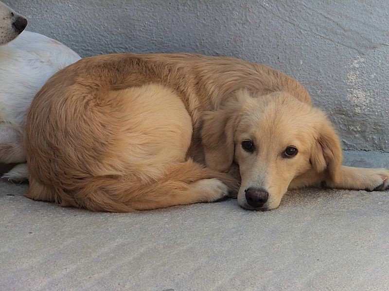 Golden Retriever abbandonati in un canale a Nocera, ora hanno trovato casa