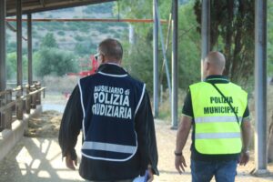Capaccio Paestum, sequestrato allevamento con circa 200 bufale