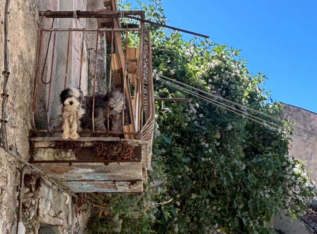 Sala Consilina, controlli sulla custodia dei cani: chieste verifiche