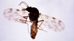 Virus Shamonda, Regione Campania: nessuna emergenza negli allevamenti