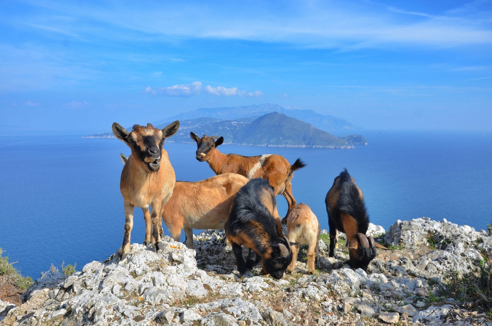 Caprette di Anacapri, previsto il trasferimento ad Agropoli