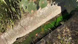 Inquinamento ambientale, sequestrata azienda agricola zootecnica a Capaccio Paestum