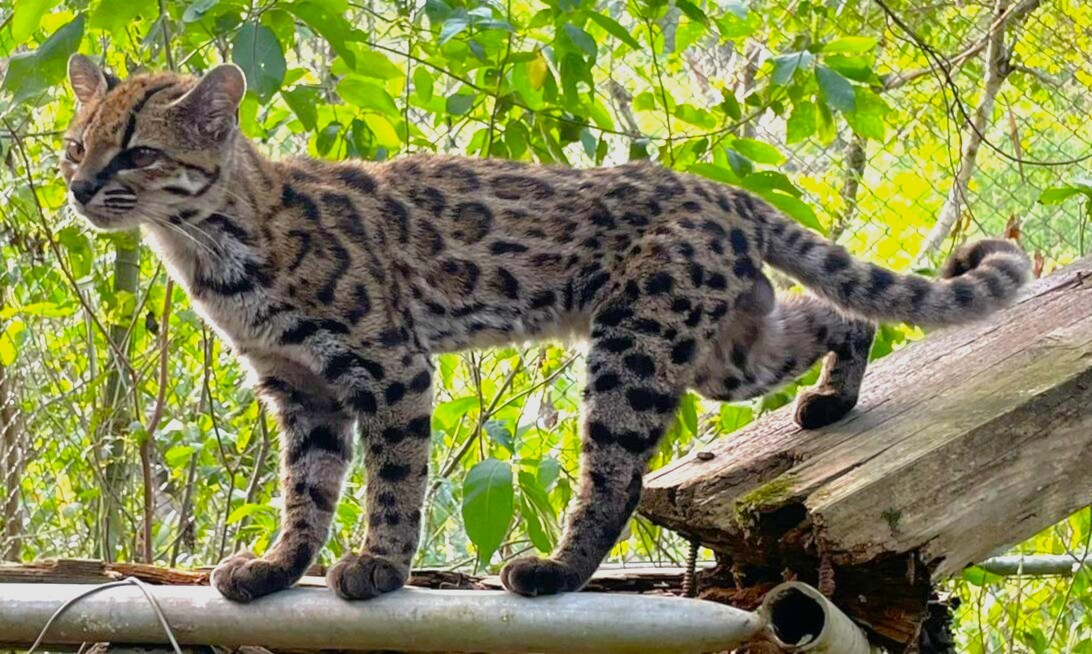 Scoperto in Bolivia un nuovo felino: il tilcayo