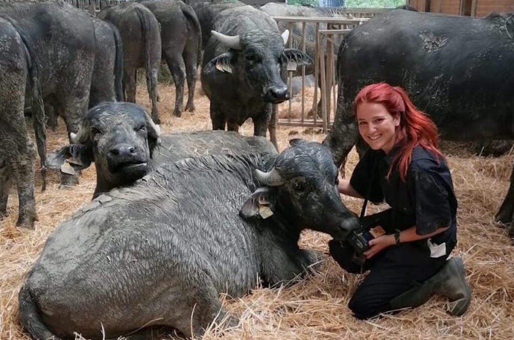 Virus Shamonda nel Salernitano, controlli su bovini e bufalini
