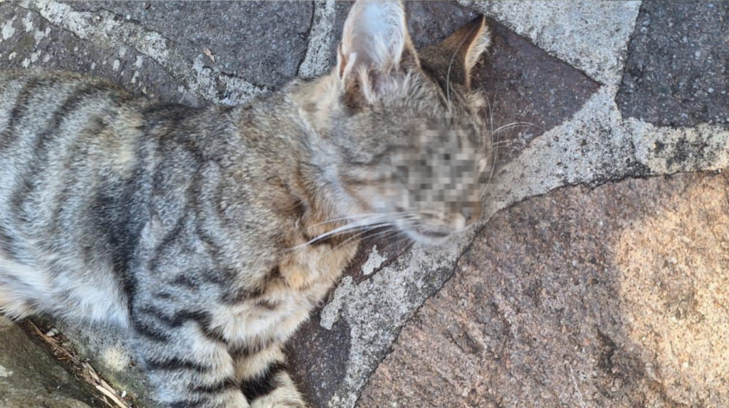 Montano Antilia, gatto trovato morto: nuova denuncia per sospetto avvelenamento