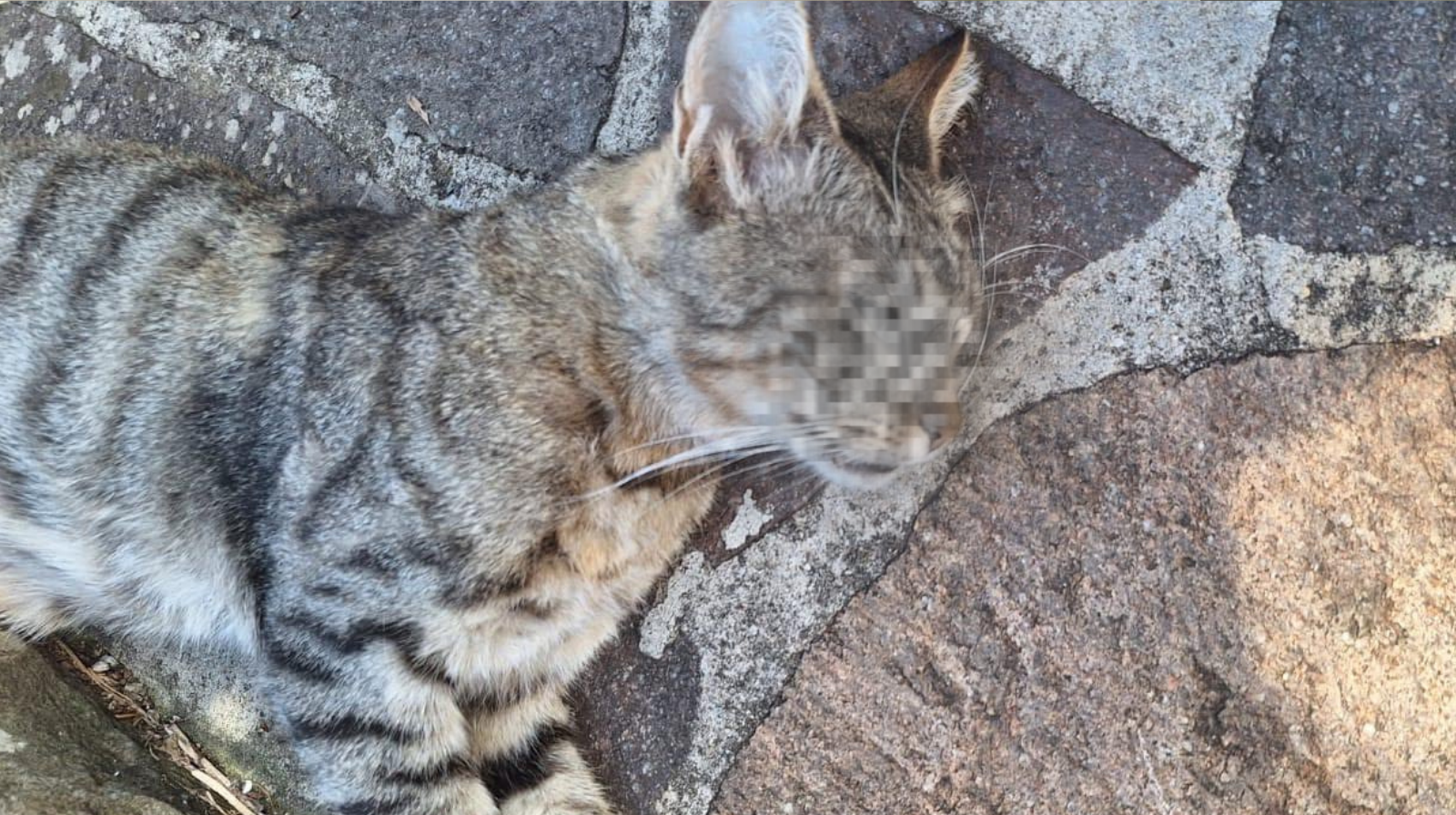 Montano Antilia, gatto trovato morto: nuova denuncia per sospetto avvelenamento