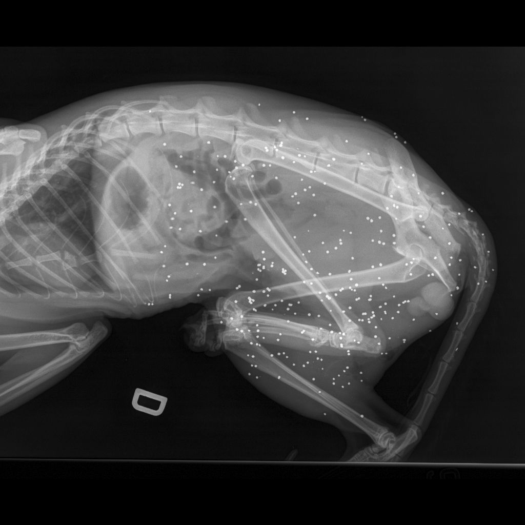 Ascea Marina, gatto ferito da un colpo di fucile: la denuncia