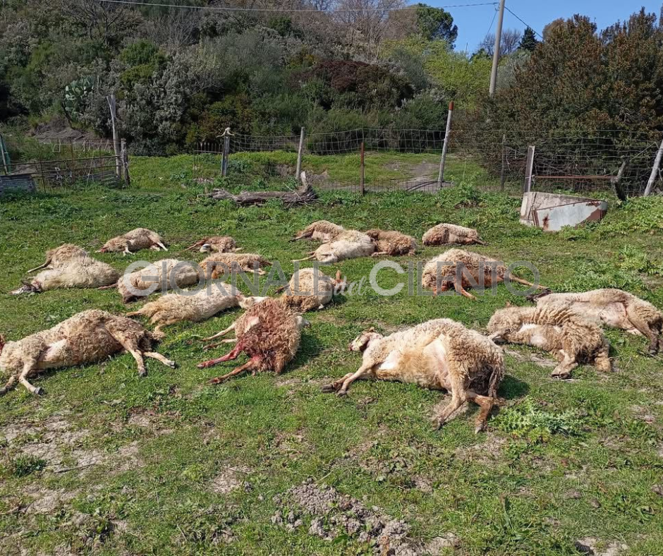 Lupi nel Salernitano, attacchi agli allevamenti: decine di pecore morte