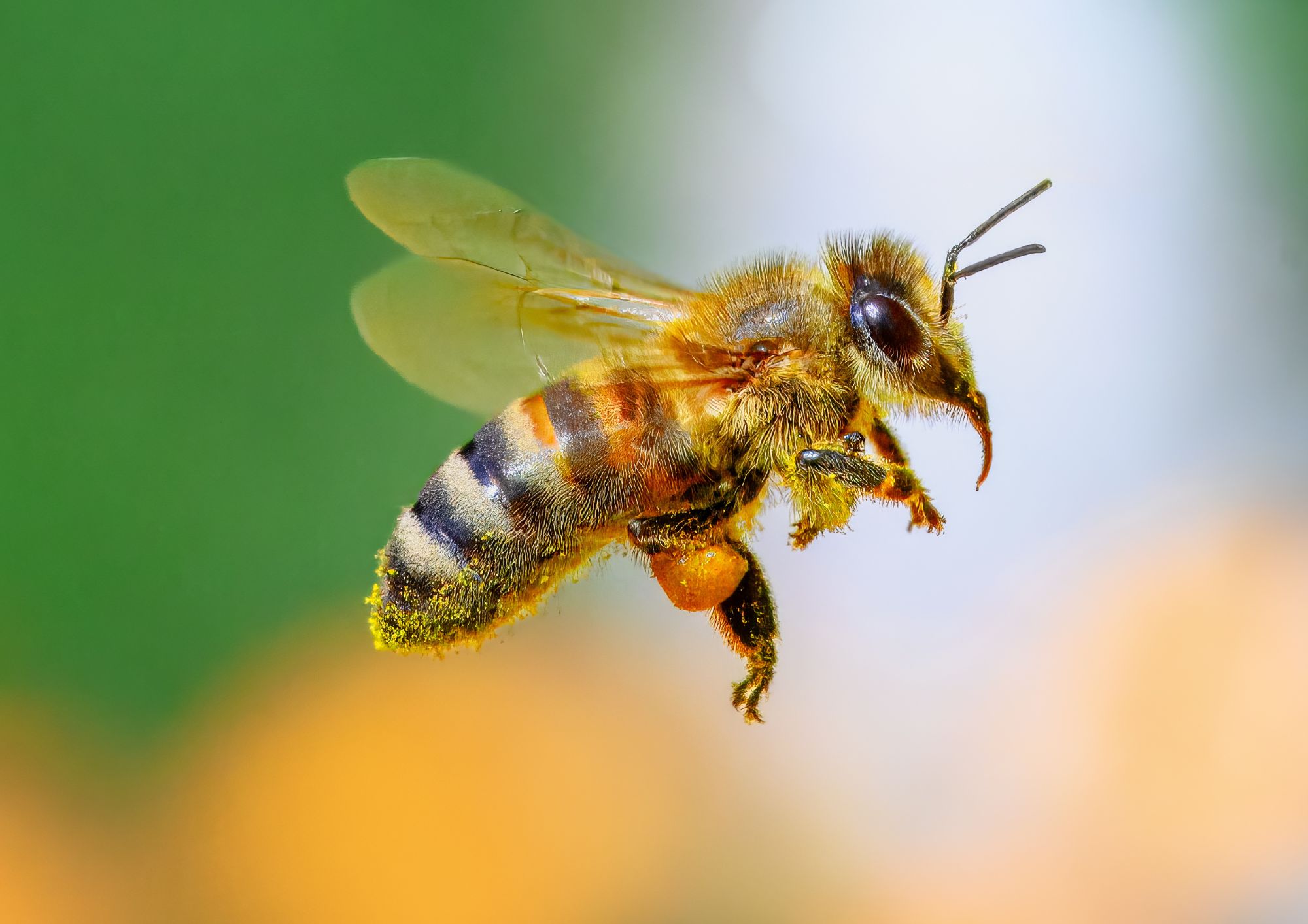 Api, farfalle e altri piccoli alleati: così gli impollinatori sostengono l’agricoltura