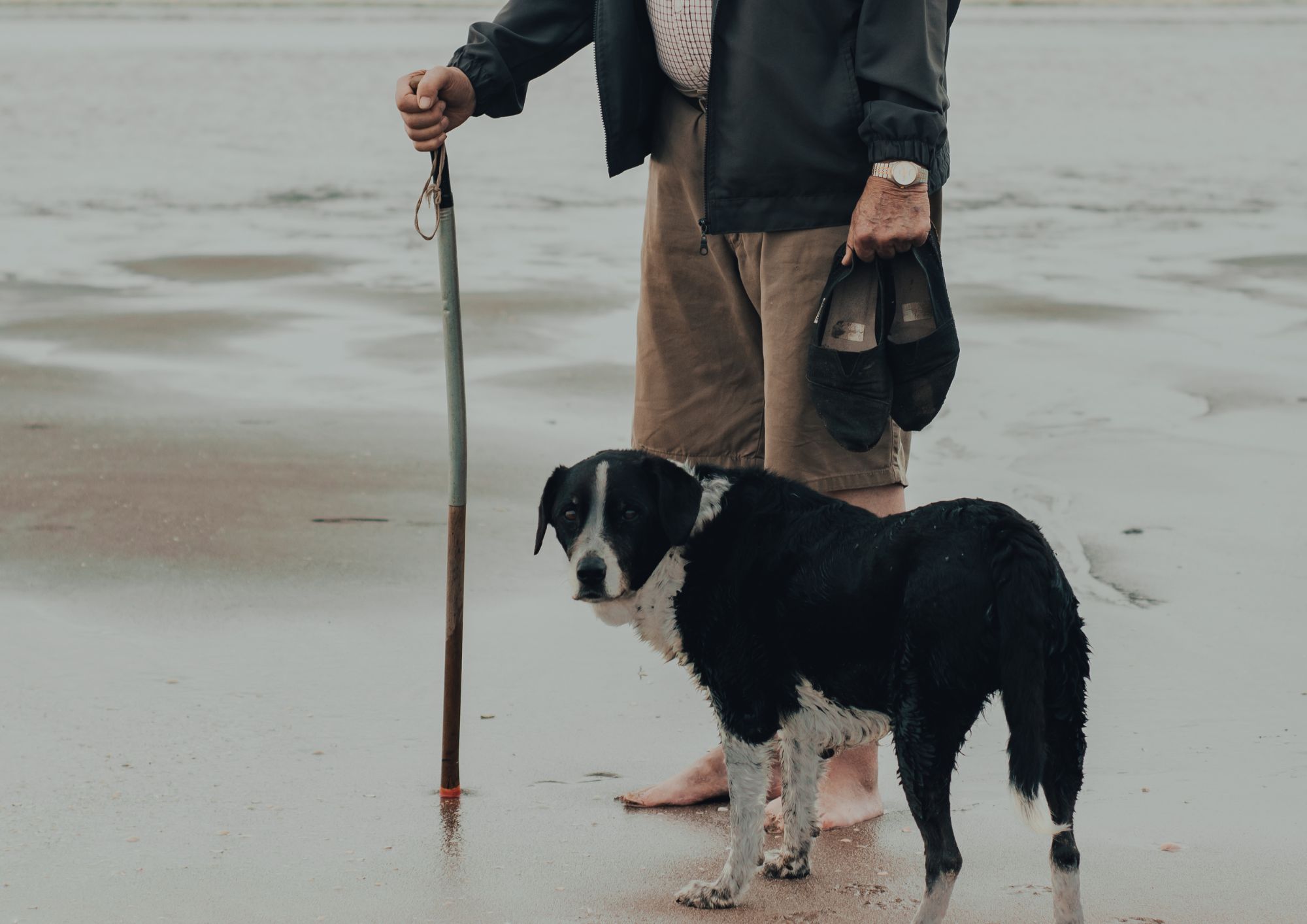 Un cane alla porta, un gatto sul divano: quando un animale diventa compagnia di vita