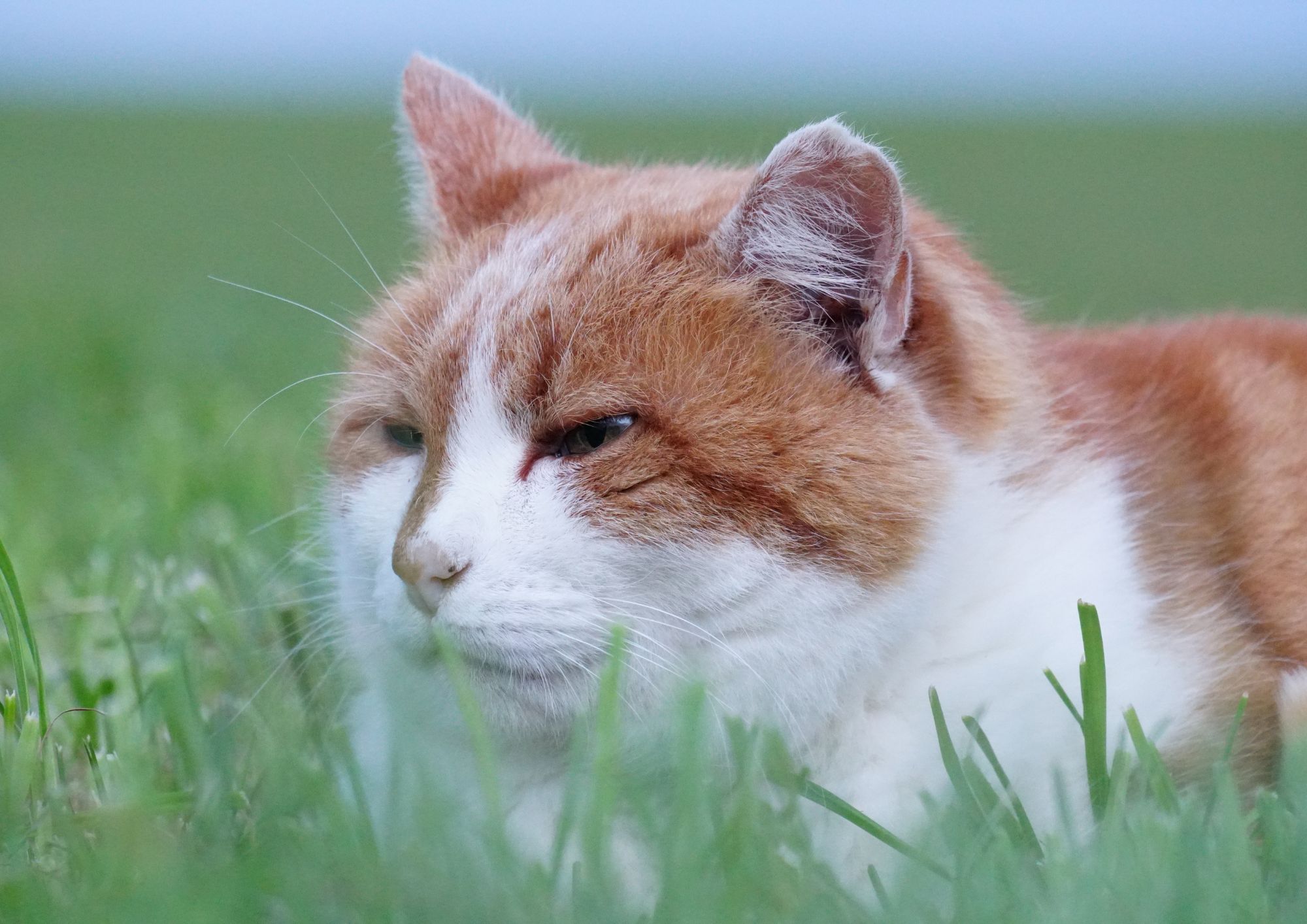 Gatti, memoria e intelligenza: quanto conosciamo davvero la mente felina?