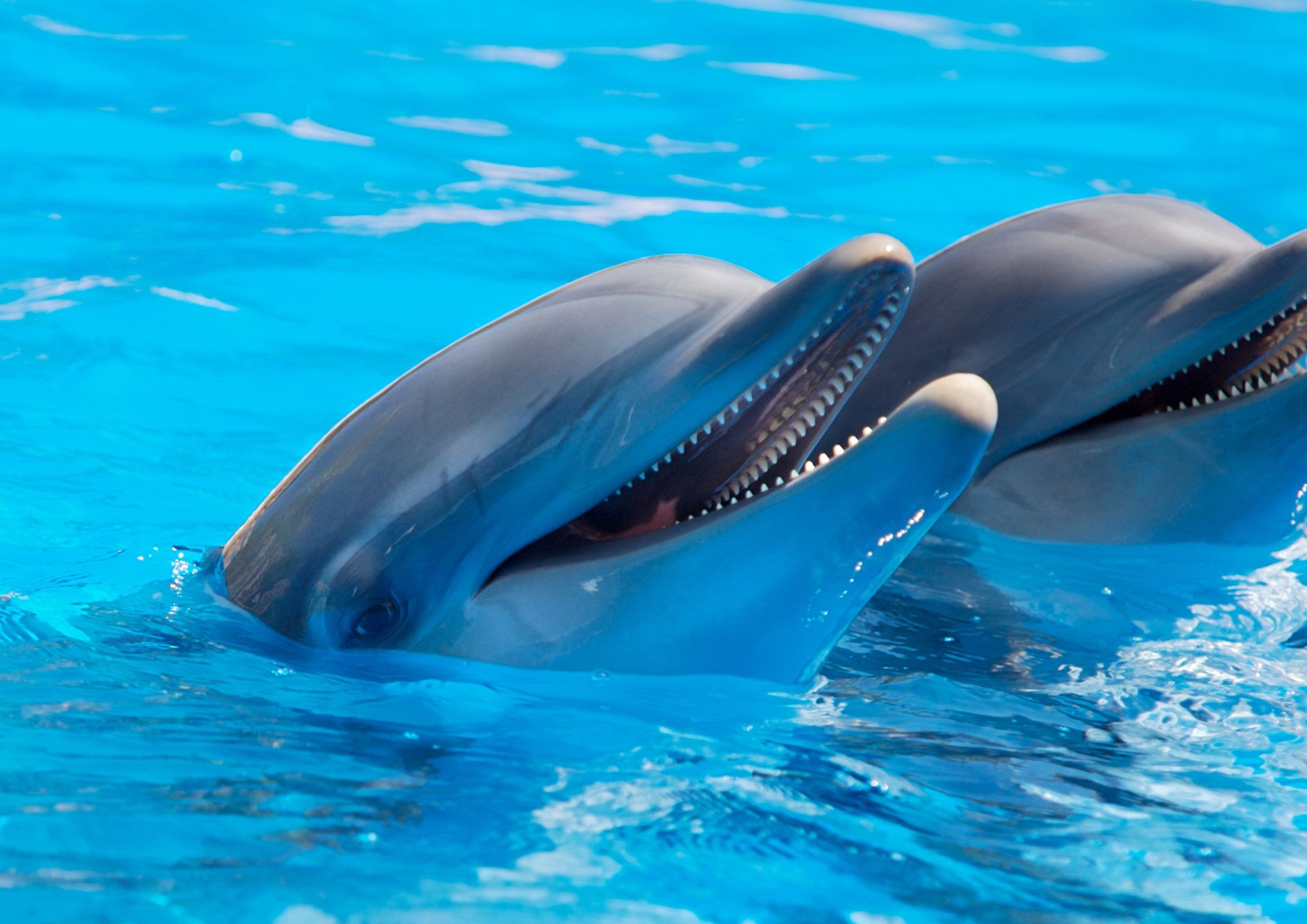 Gli animali più intelligenti del pianeta: dal problem solving del polpo ai “nomi” dei delfini
