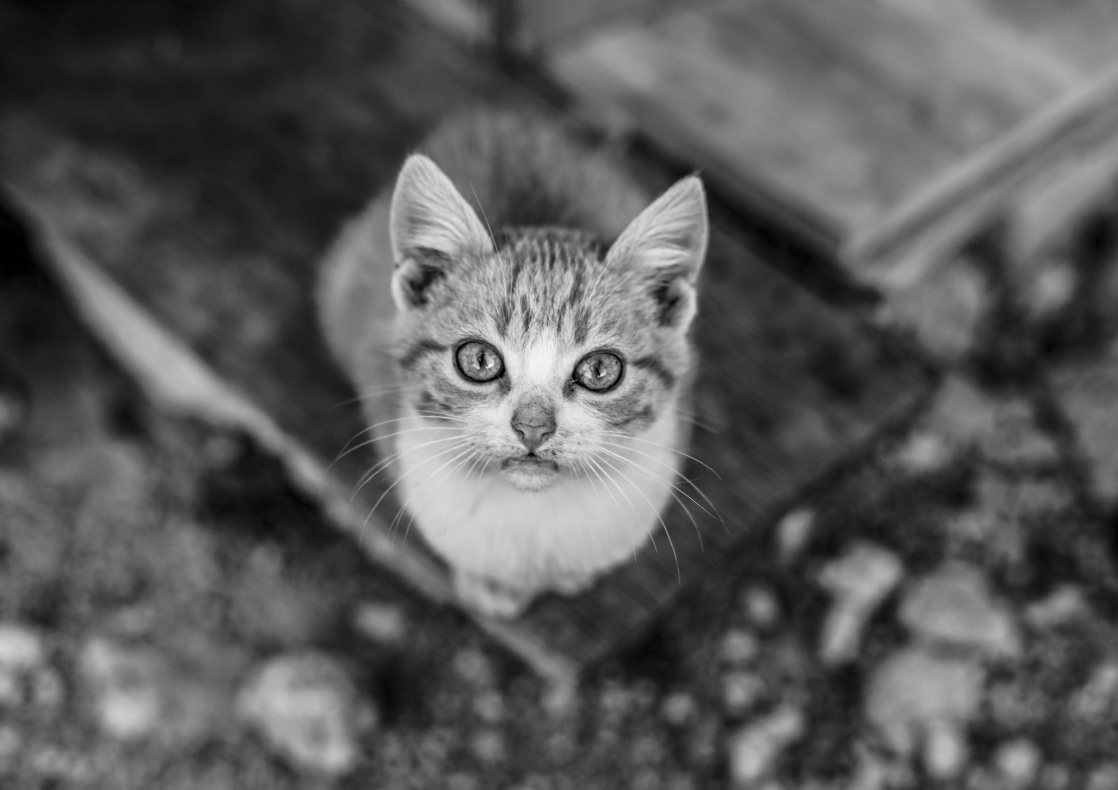 Animali e illusioni ottiche, così cambia il mondo visto dai loro occhi